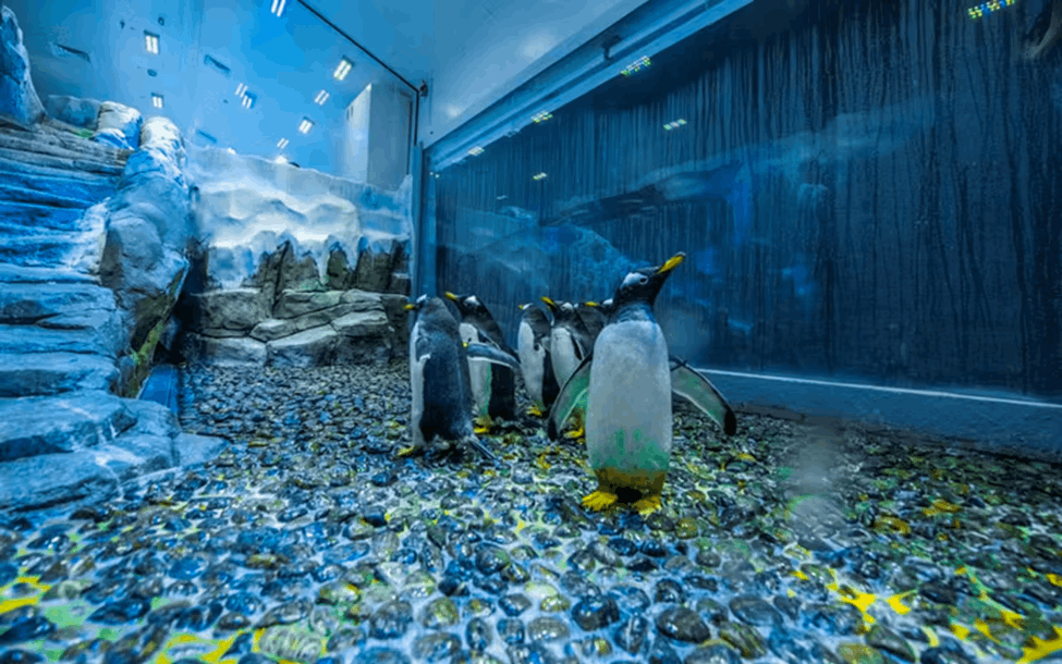 Dubai Aquarium and Underwater Zoo