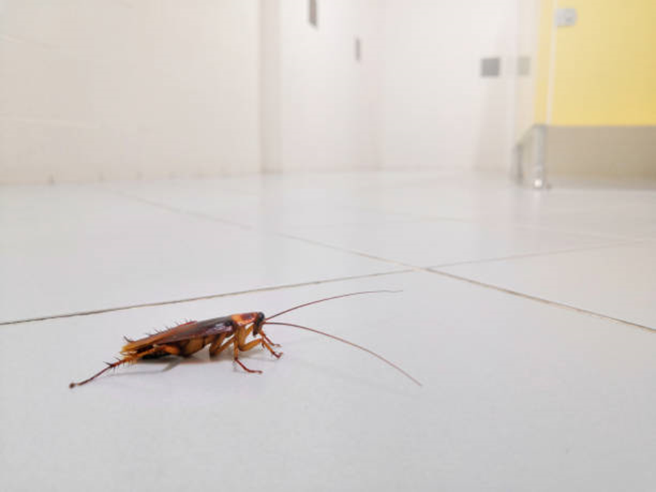 Common Pests in Sharjah