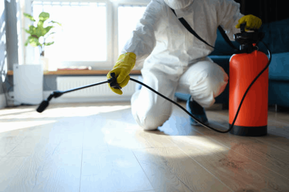Pest Control Services in Dubai