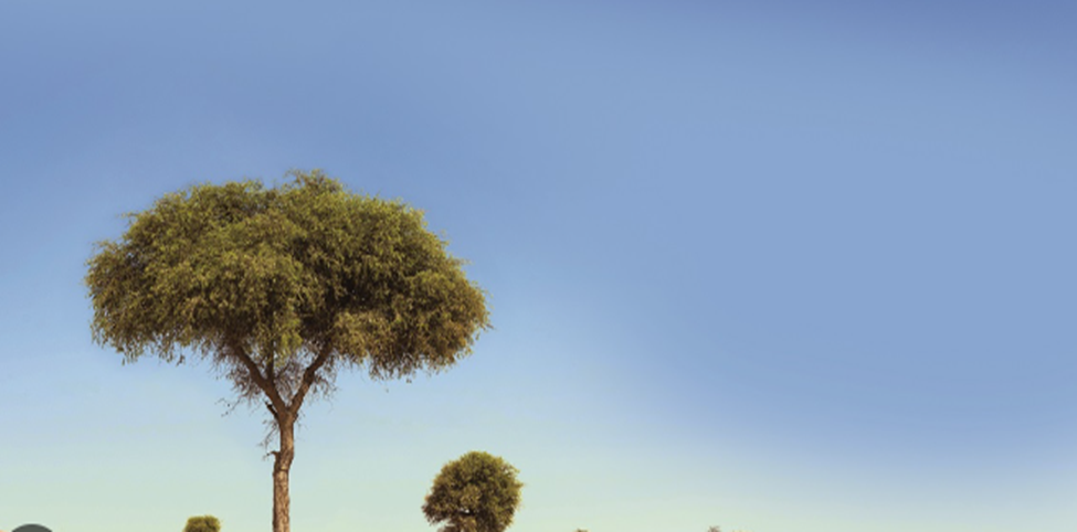 National Tree: Ghaf Tree